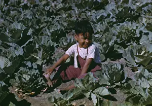 Cabbage Prints: Child of a migratory farm laborer in a cabbage garden