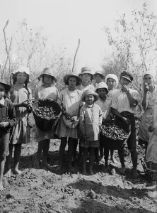 Palestine Prints: Children and teenagers gather almonds at the Jewish communal agricultural settlement