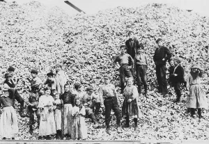 Oysters Prints: Children workers husking oysters