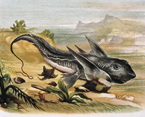 Fishes Prints: Chimaera (Chimaera arctica). Engraving after a drawing by a F