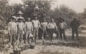 Trousers Prints: Chinese fruit pickers in the western US