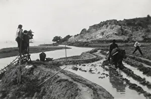 Beast Of Burden Prints: Chinese rice cultivation using traditional methods