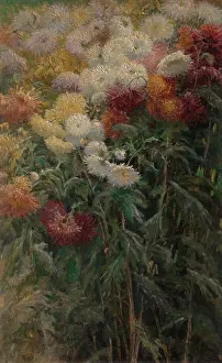 Garden Prints: Chrysanthemums in the Garden, by Gustave Caillebotte