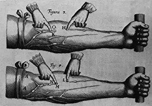 Human Anatomy Prints: Circulation of the blood from William Harvey's ON THE MOTIONS OF THE HEART AND BLOOD
