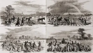 Shipping Prints: After the Civil War many African Americans continued to work on the plantations where they had been slaves