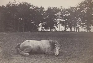 Casualties Prints: US Civil War. Battle of Antietam