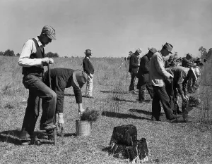 Digging Prints: Civilian Conservation Corps (CCC) planting trees, ca. 1935
