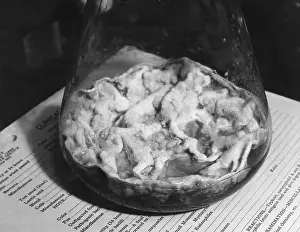 Medicine Prints: Closeup of Penicillin mold in the bottom of a flask