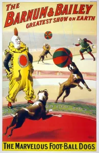 Beach Ball Prints: A clown perform with the marvelous foot-ball dogs in the Barnum & Bailey circus