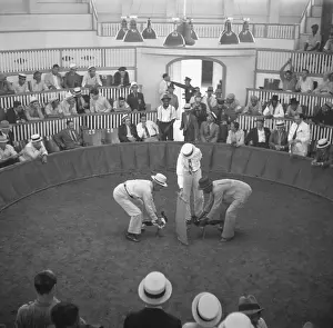 Lcgr1502 Prints: Cock fighting in San Juan, Puerto Rico
