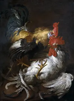 Strength Prints: Cockfight, by Giovanni Agostino Cassana also known as Abate Cassana