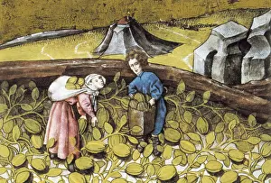 Vegetable Garden Prints: Codex Granatensis: De natura rerum