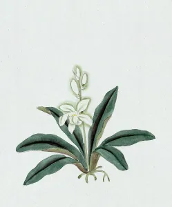 Leaf Prints: Color ink drawing depicting orchid (possibly a gin-ran) with white flowers with long green fronds