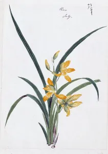 Leaf Prints: Color ink drawing depicting orchid (possibly a gin-ran) with yellow flowers and long green fronds