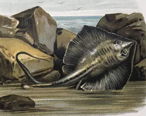 Fishes Prints: Common stingray(Trygon pastinaca)