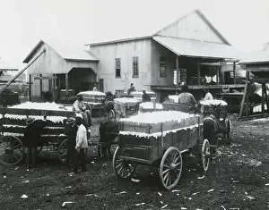 Processing Prints: Community cotton gin owned and operated by African Americans in Madison County