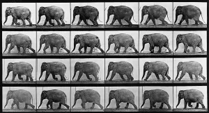 Motion Prints: Consecutive images of an elephant walking