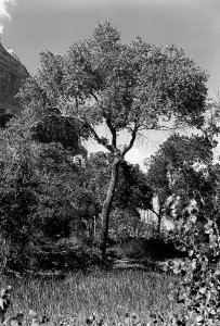 Utah Prints: Cottonwood Treem Zion Canyon, Utah. 1929