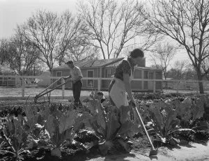 Housing Projects Prints: Couple gardening near their New Deal homestead