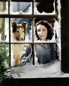 In40col Prints: COURAGE OF LASSIE, from left: Lassie, Elizabeth Taylor, 1946