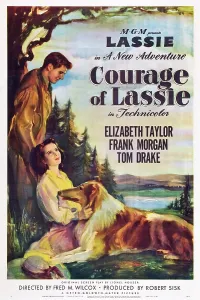 Images Dated 18th June 2013: COURAGE OF LASSIE, US poster, from top right: Tom Drake, Elizabeth Taylor, Lassie, 1946