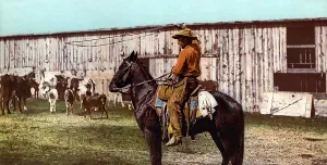 Colorado Prints: Cowboy throwing lariat, Colorado, photochrom, 1898