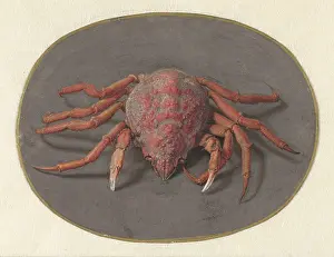 Brush Prints: Crab, by Jan Augustin van der Goes