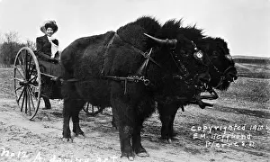November Prints: A Daring act! Woman on cart drawn by two bison. Postcard c1910