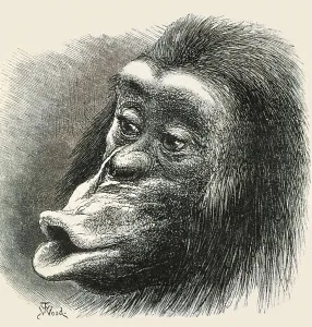 Charles Robert 1809 1882 Prints: DARWIN, Charles Robert (1809-1882)