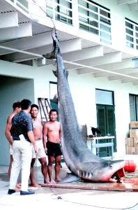 Shark Prints: Dead shark. 14-foot, 1200 pound tiger shark caught in Kaneohe Bay, Oahu, Hawaii. Ca. 1966