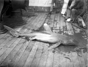 Deck Prints: Dead Shark. Hawaiian Islands, 1902