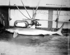 Deck Prints: Dead Shark. Hawaiian Islands, 1902