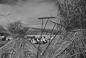 Russians Prints: Dinner time during the harvest season on a Communist collective farm