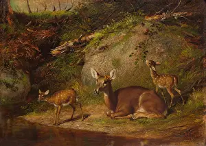 Shore Prints: DOE AND TWO FAWNS, by Arthur Fitzwilliam Tait
