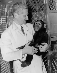 Poliomyelitis Prints: Dr. Albert B. Sabin holding a chimpanzee in Cincinnati research laboratory