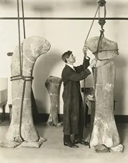 Lab Coat Prints: Dr. J. B. Abbott, prepared fossils of dinosaurs thigh bones for public display at the Field Museum