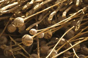 Narcotics Prints: Dried Poppy plants discovered as Afghan National Army soldiers and U