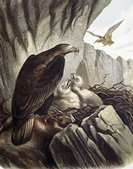 Eagle Prints: Eagles with their young. Engraving after a drawing by a F
