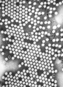 Medical Prints: Electron micrograph of the poliovirus. 1975