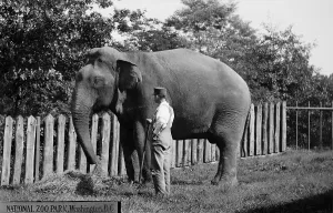 Images Dated 7th December 2007: Elephant eating at National Zoo Park, Washington DC, circa 1910s