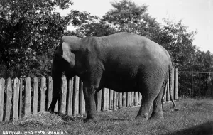 1910s Candid Prints: Elephant eating at National Zoo Park, Washington DC, circa 1910s