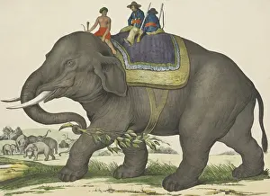 Saddle Prints: Elephant, by Jos. Scholz, 1829-80