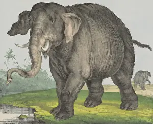 Trunks Prints: Elephant, by Jos. Scholz, 1829-80