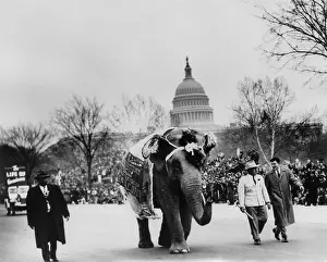 Inaugurations Prints: Elephant marching in the Eisenhower Inaugural Parade. Jan. 21, 1957 - (BSLOC_2014_16_37)