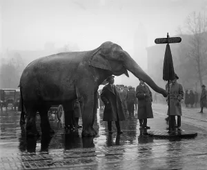 Images Dated 7th December 2007: Elephant, and stop sign on a wet day, December 5, 1923