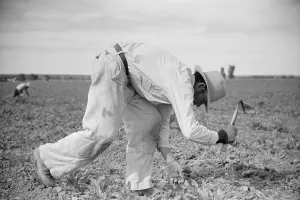 Lcgr1305 Prints: Energetic worker chopping sugar beets in Montana