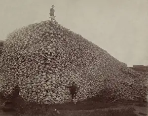 Business Prints: An enormous pile of buffalo skulls at the C