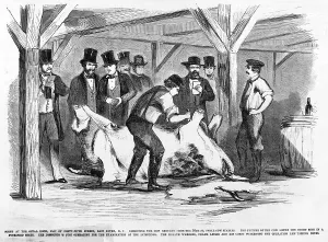 Images Dated 4th December 2008: Our exposure of the swill milk trade- scene at the Offal Dock