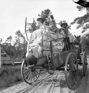 Beds Prints: Family moving belongings in the North Florida turpentine pine forest