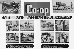 Images Dated 27th January 2009: Farm Security Administration poster promoting rural cooperatives veterinary services